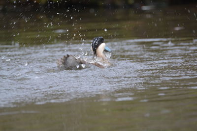 Duck swimming in a lake