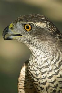 Close-up of eagle