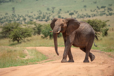 African elephant lifts head while crossing track