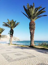 Palm tree by sea against clear sky