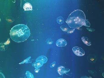 Jellyfish swimming in sea