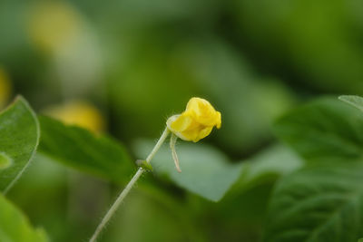 Close-up of yellow flowering plant