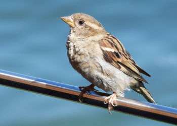 Close-up of sparrow perching on railing