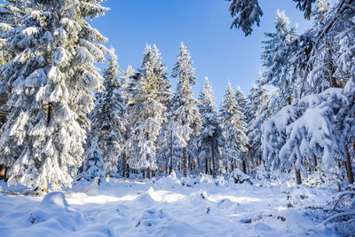 Trees on snow covered land against sky