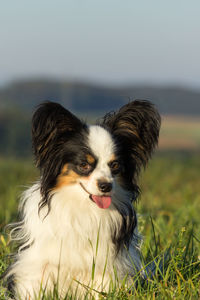 Close-up portrait of dog