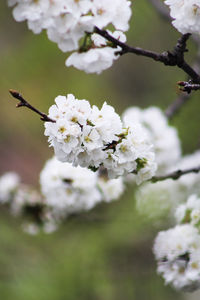 Close-up of white cherry blossom tree