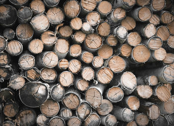 A birch round firewoods stacked background colored