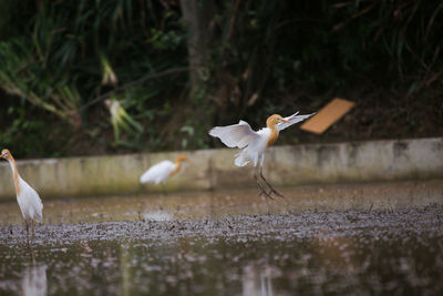 Seagulls flying over water