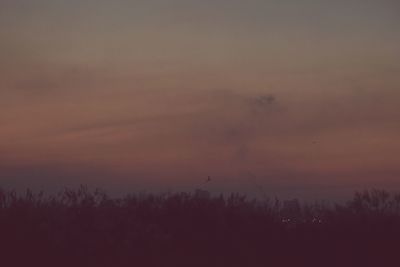 Silhouette of trees at sunset