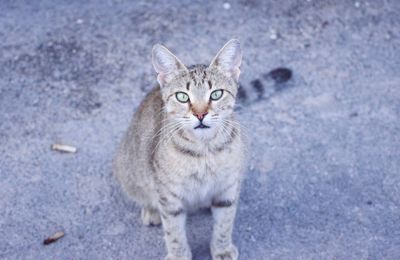 High angle portrait of cat standing outdoors