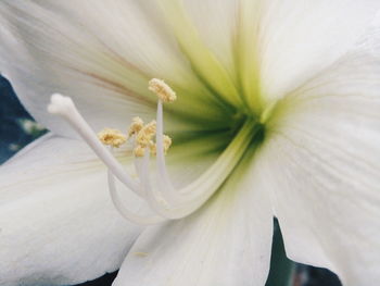 Close-up of white flower