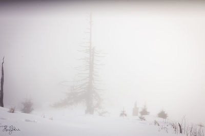 Bare trees on snow covered landscape