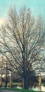 Bare trees on field