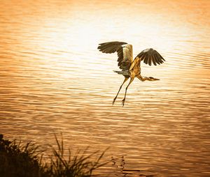 Bird flying over lake