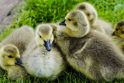 Close-up of mallard ducks on grass