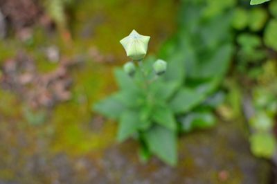 Close-up of flowers