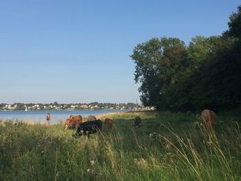 Cows grazing on field against sky