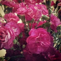 Close-up of pink flowers