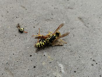 High angle view of bee