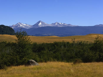 Scenic view of field against clear sky