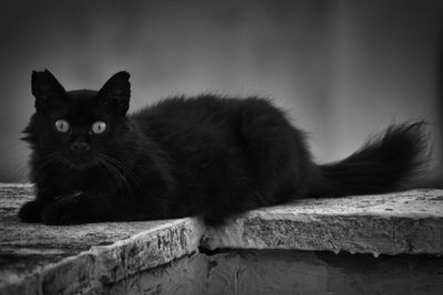 Close-up portrait of a cat