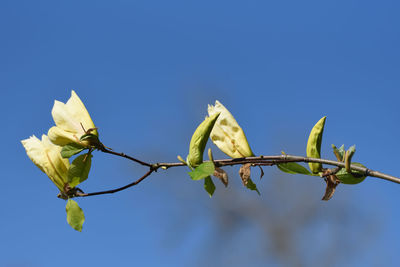 Low angle view of flowering plant against clear blue sky