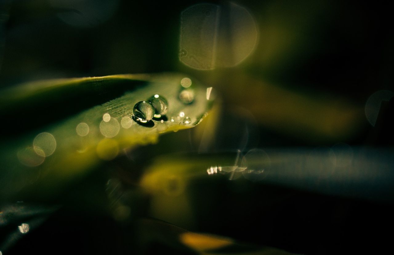 animal themes, animals in the wild, one animal, water, wildlife, drop, insect, selective focus, close-up, wet, nature, focus on foreground, transparent, spider, spider web, no people, glass - material, day, motion, outdoors