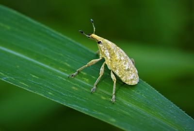 Close-up of knapweed root weevil on the surface of leaf with green nature background