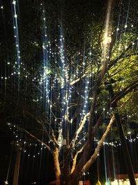 Close-up of illuminated tree at night