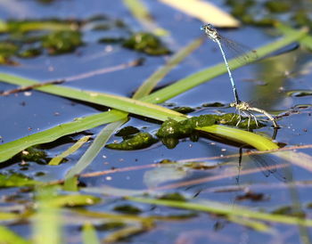 Close-up of wet leaf