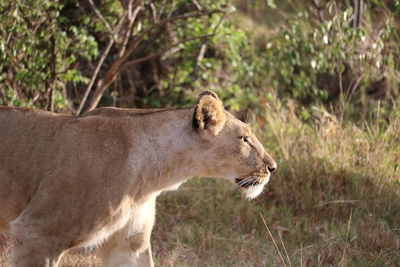 Side view of a cat on land