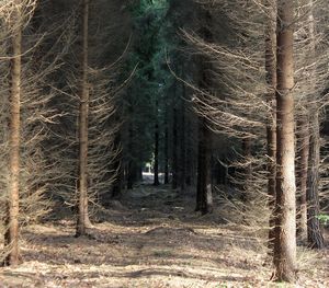 Trees in forest