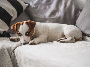 Portrait of dog resting on sofa