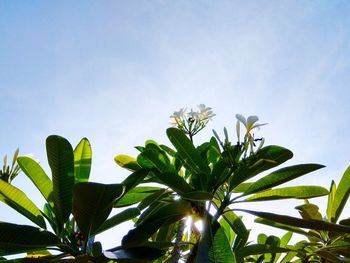 Low angle view of butterfly on plant against sky