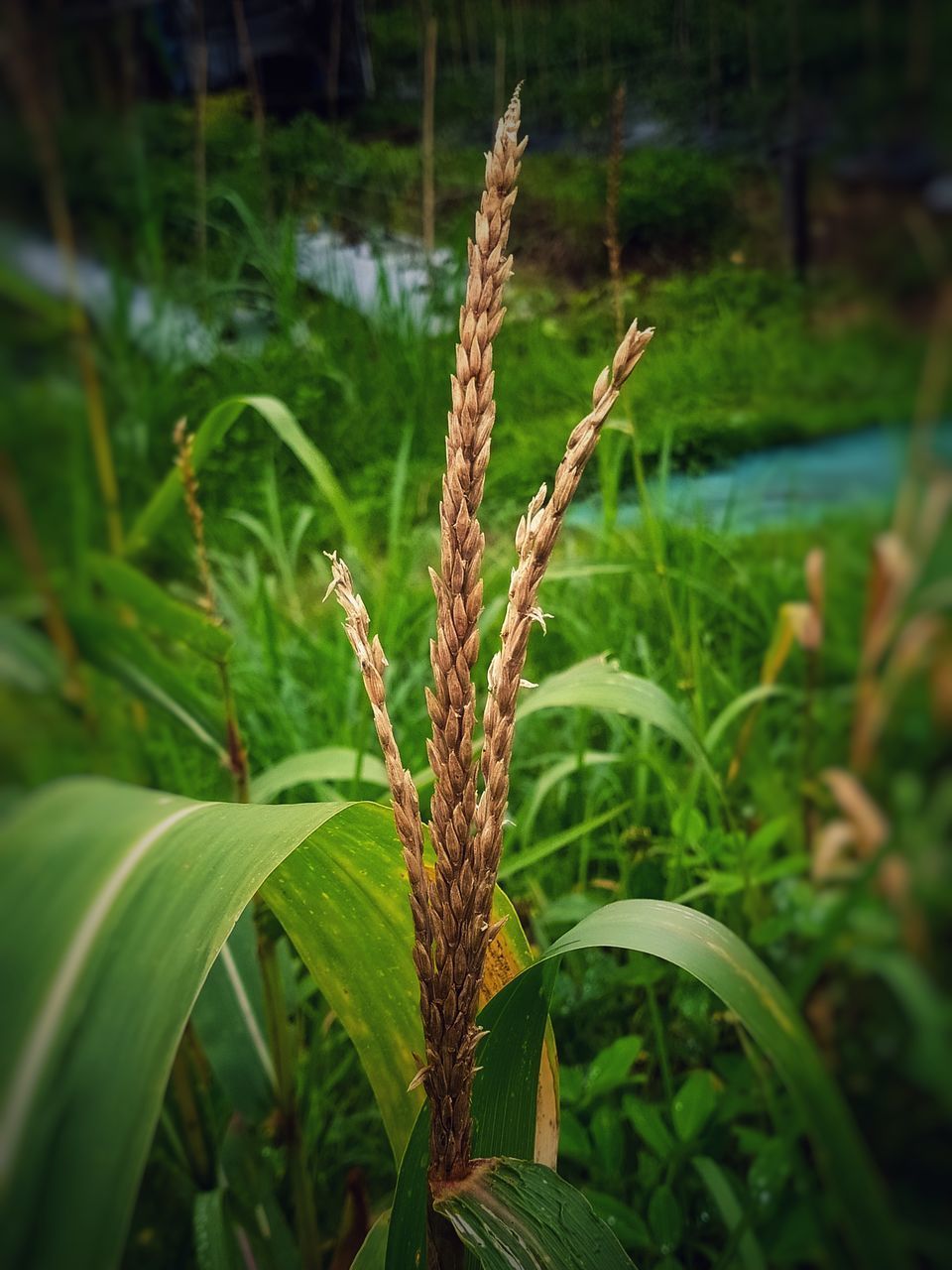 CLOSE-UP OF PLANT GROWING ON FARM