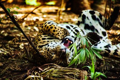 View of a reptile in a forest