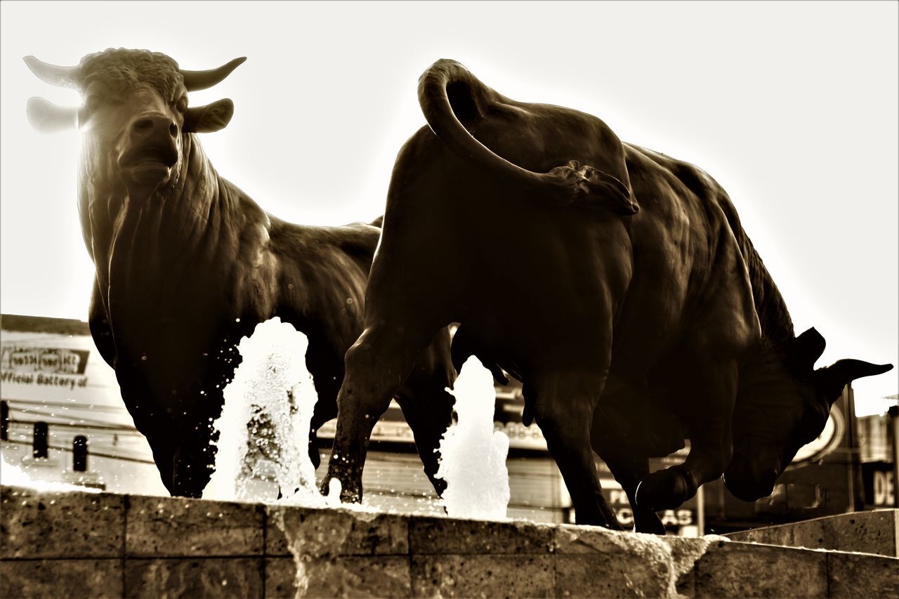 LOW ANGLE VIEW OF HORSE STATUE