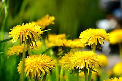 Close-up of yellow flowering plants on field