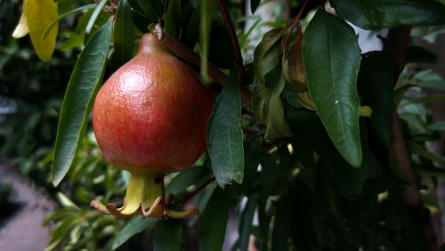 Close-up of fruits on tree