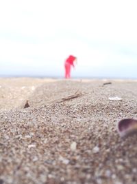 Close-up of horse on beach against sky