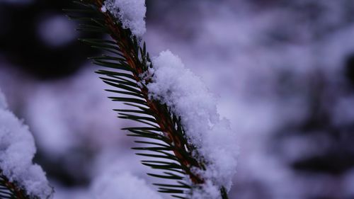 Close-up of frozen plant