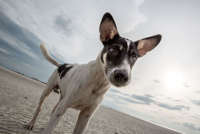 Portrait of dog against sky