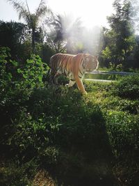 View of cat on street