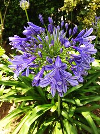 Close-up of purple flowers blooming outdoors