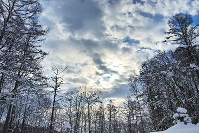 Low angle view of bare trees against sky during winter