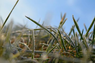 Close-up of grass on field against sky