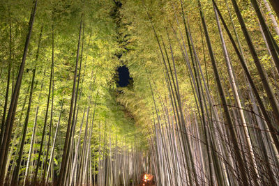 Arashiyama bamboo grove zen garden light up at night, a forest of bamboo in arashiyama, kyoto, japan