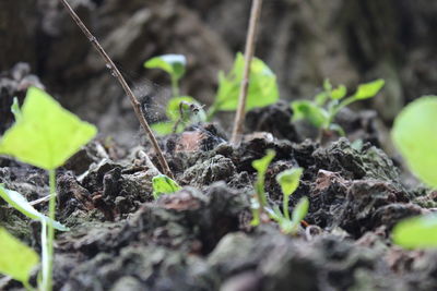 Close-up of plant growing on field