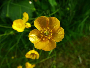 Close-up of yellow flowering plant