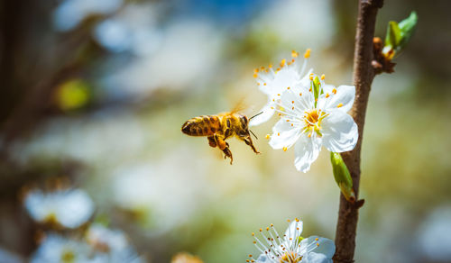 Closeup of a honey bee gathering nectar and spreading pollen on white flowers on cherry tree. 